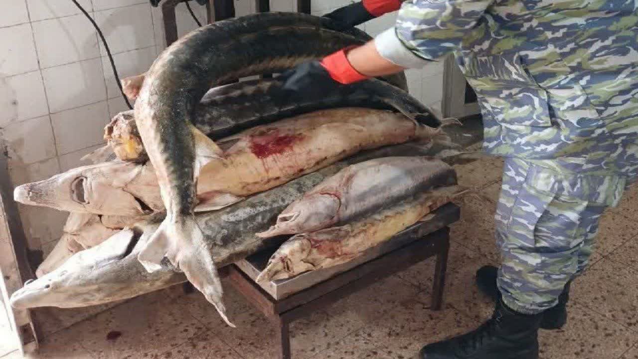 کشف ماهی خاویاری در لنگرود